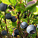 27.08.2007 – Djúpavík. Beeren sammeln.