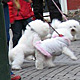 1 November 2008 – Reykjavík. Dogs parade.