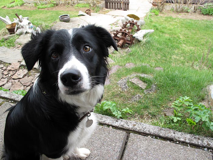 Djúpavík. Anfang Juni. - Und Freyja ist auch da! Aber gewachsen... (und etwas ruhiger geworden!). (01. bis 03.06.2010)