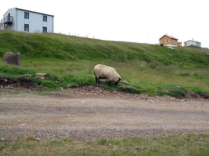 Djúpavík. Miscellaneous XXVII. - A sheep. (6 till 13 August 2010)