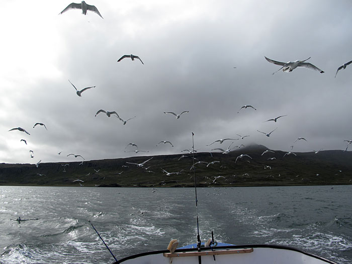 Djúpavík. Finally a trip on the fjord with the boat "Djúpfari". - On the fjord Reykjarfjörður. (25 August 2010)