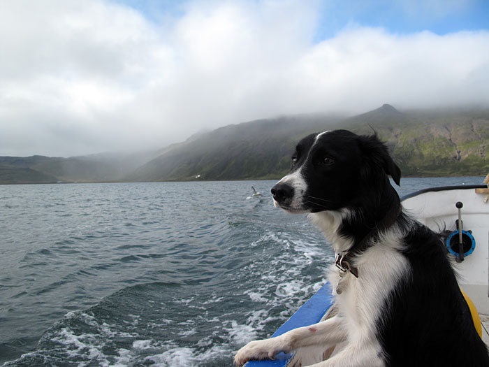 Djúpavík. Endlich eine Bootsfahrt mit der "Djúpfari". - Freyja. (25.08.2010)