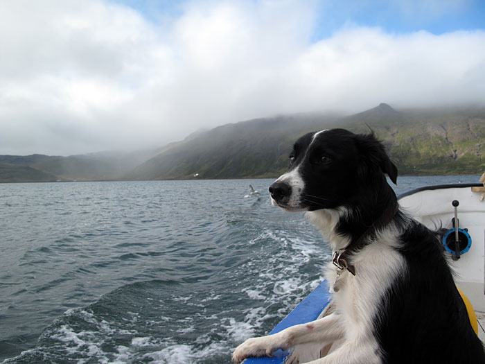 Djúpavík. Finally a trip on the fjord with the boat "Djúpfari". - Freyja. (25 August 2010)