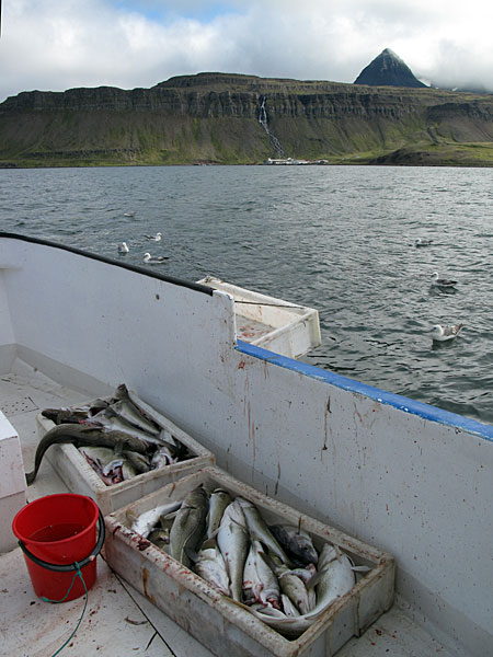 Djúpavík. Endlich eine Bootsfahrt mit der "Djúpfari". - Und einige Fische... (25.08.2010)