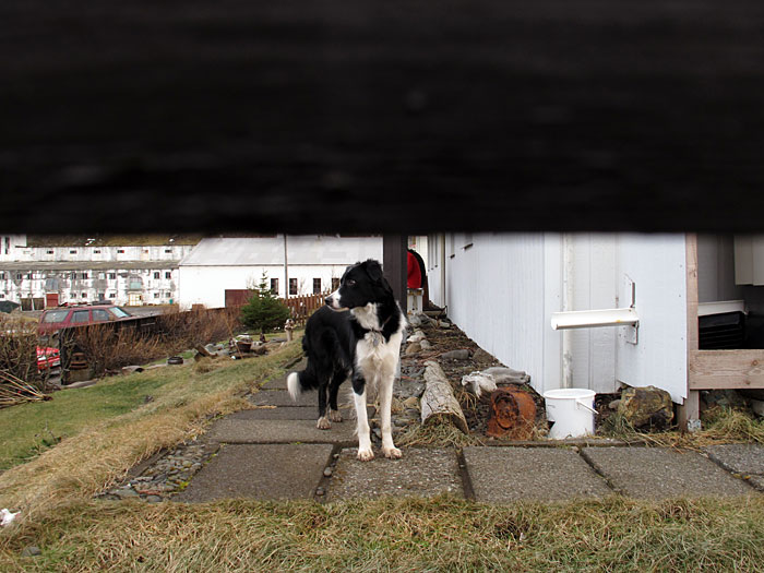 Djúpavík. Leaving. - And Freyja - Bless bless! (2 January 2011)