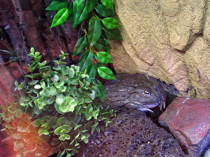 Reykjavík. In the zoo - exotic, ordinary and curious. - Afrískur Baulfroskur (<a href='http://en.wikipedia.org/wiki/African_Bullfrog' target='_blank' class='linksnormal'>African bullfrog</a>). (11 March 2011)