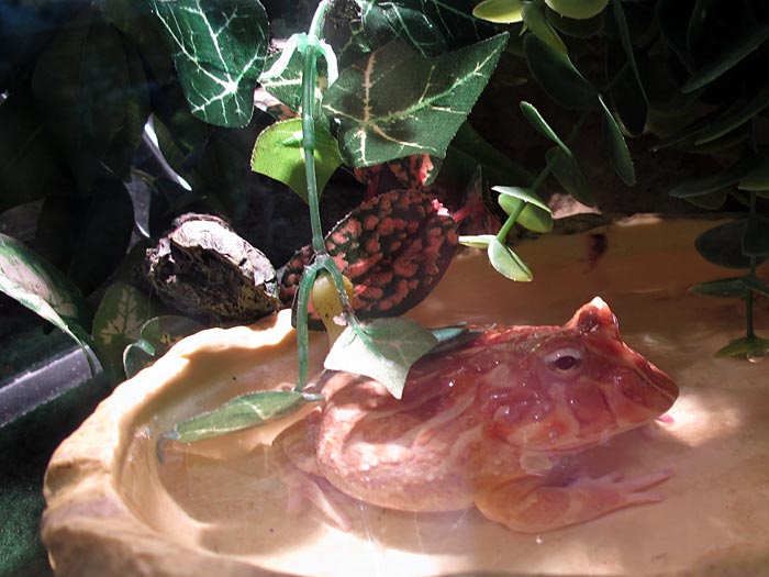 Reykjavík. In the zoo - exotic, ordinary and curious. - Pacman froskur (<a href='http://en.wikipedia.org/wiki/Ceratophrys' target='_blank' class='linksnormal'>Pacman frog/Ceratophrys</a>). (11 March 2011)