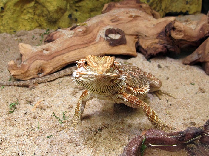 Reykjavík. In the zoo - exotic, ordinary and curious. - Skeggudrekar (<a href='http://en.wikipedia.org/wiki/Bearded_dragon' target='_blank' class='linksnormal'>bearded dragon/Pogona</a>). (11 March 2011)