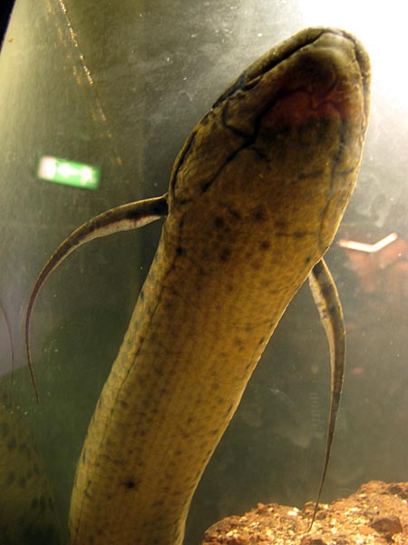 Reykjavík. In the zoo - exotic, ordinary and curious. - Lungafiskur (<a href='http://en.wikipedia.org/wiki/Lungfish' target='_blank' class='linksnormal'>Lungfish</a>). (11 March 2011)