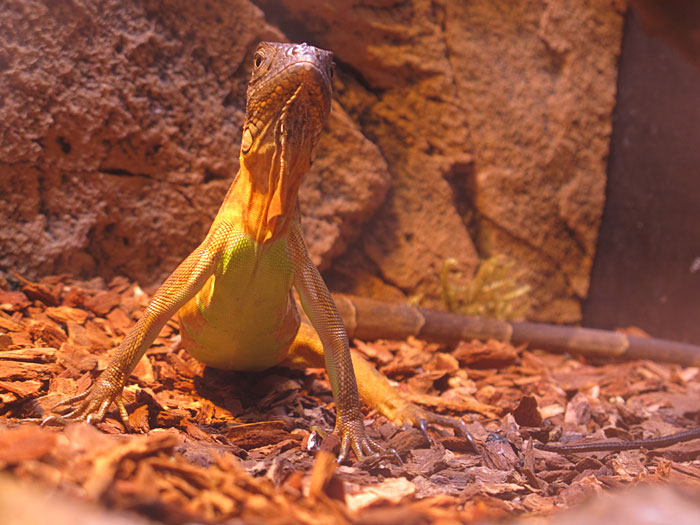 Reykjavík. Im Zoo - exotisches, gewöhnliches und kurioses. - ? (11.03.2011)