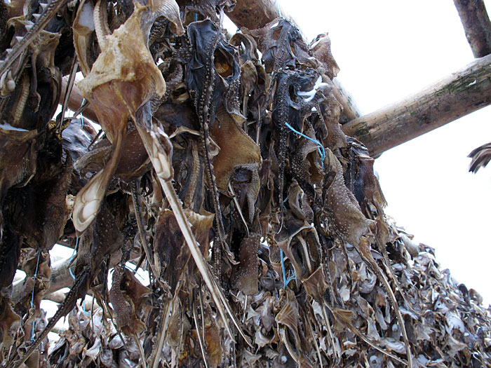 Kleifarvatn. In Ice. - Nearby - dried fish I. (16 March 2011)