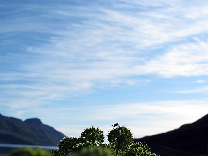 Djúpavík. Vor dem Hotel, eine Planze und blauer Himmel. - I. (11.08.2011)