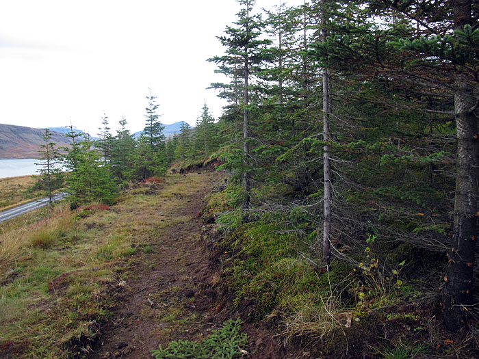 Hvalfjörður. Nochmals Hvalfjörður, aber diesmal ganz. - Wald, wenn auch nur ein kleiner - aber Bäume! (24.09.2011)