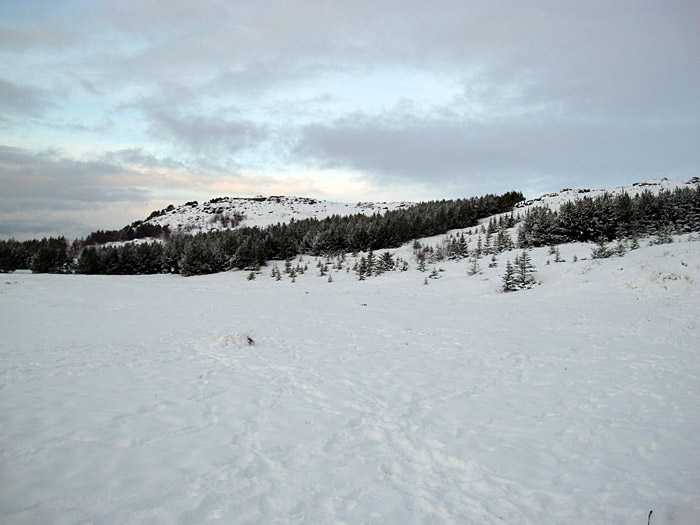 Reykjavík. Walk at Rauðavatn lake. - Trees. (27 November 2011)