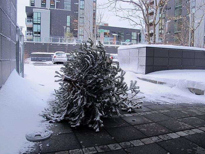 Reykjavík. Verschiedenes XXXVIII. - Impressionen aus dem Schnee. V. (25. bis 29.12.2011)