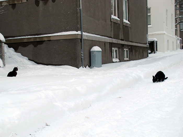 Reykjavík. Verschiedenes XXXVIII. - Impressionen aus dem Schnee. X. (25. bis 29.12.2011)