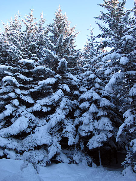 Reykjavík. Spaziergang im Wald, einem Wald mit viel Schnee! - Heiðmörk. (21.01.2012)