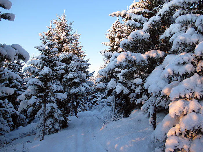 Reykjavík. Walk in a forest, a forest with a lot of snow. - Heiðmörk. (21 January 2012)