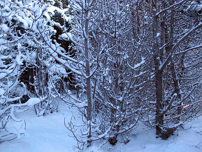 Reykjavík. Walk in a forest, a forest with a lot of snow. - Heiðmörk. (21 January 2012)