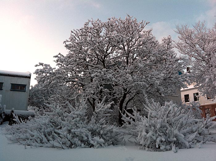 Reykjavík. Snow again, but different. - V. (24 January 2012)