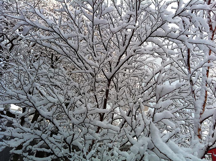 Reykjavík. Wieder Schnee, aber diesmal etwas anders. - VI. (24.01.2012)