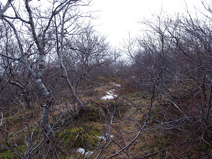 Munaðarnes. Sommerhaus für ein Wochenende. - ... oder im Wald. Bäume, so zwei, drei Meter hoch. (03. und 04.03.2012)