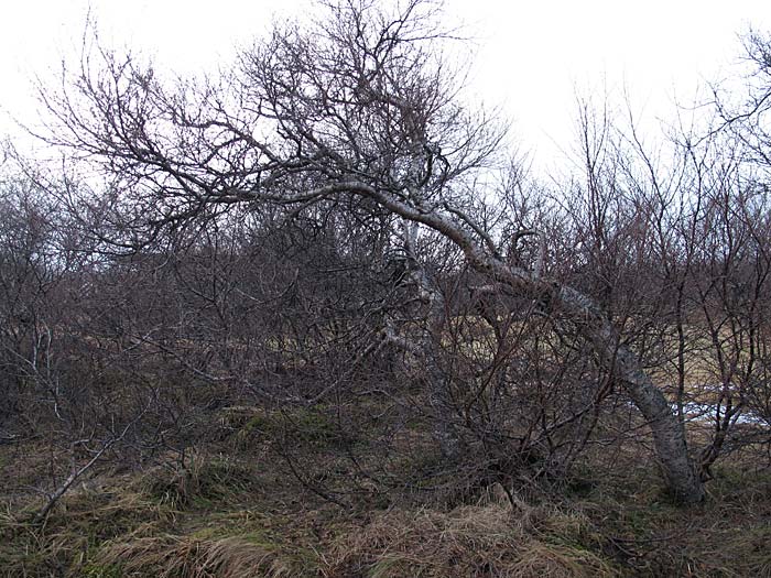 Munaðarnes. Sommerhaus für ein Wochenende. - ... oder im Wald. ... Oder zwei, drei Meter breit und hoch. (03. und 04.03.2012)