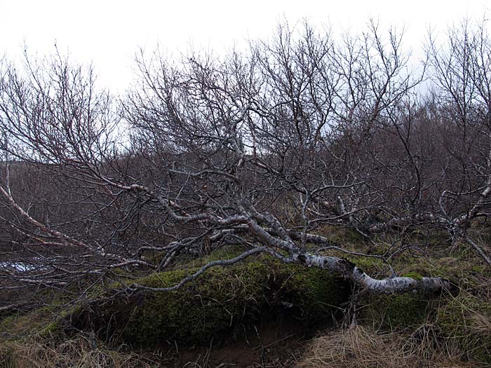 Munaðarnes. Sommer cottage for one weekend. - ... or in a forest. ... Or 'only' two, three meter wide. (3 and 4 February 2012)