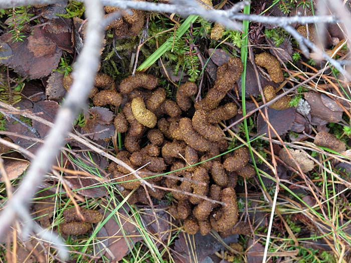 Munaðarnes. Sommerhaus für ein Wochenende. - ... oder im Wald. Was ist das? (03. und 04.03.2012)