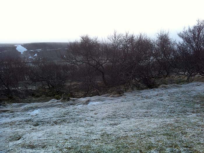 Munaðarnes. Sommer cottage for one weekend. - ... or in a forest. Morning hours, with a little little bit snow. (3 and 4 February 2012)