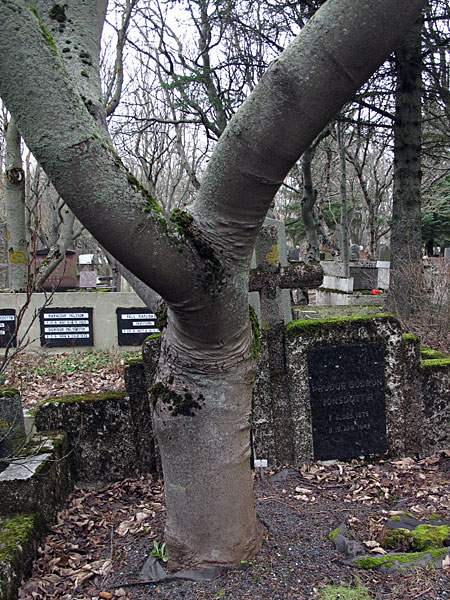 Reykjavík. The old graveyard. And old trees. - III. (12 March 2012)