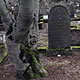 12 March 2012 – The old graveyard. And old trees. (8 pictures)