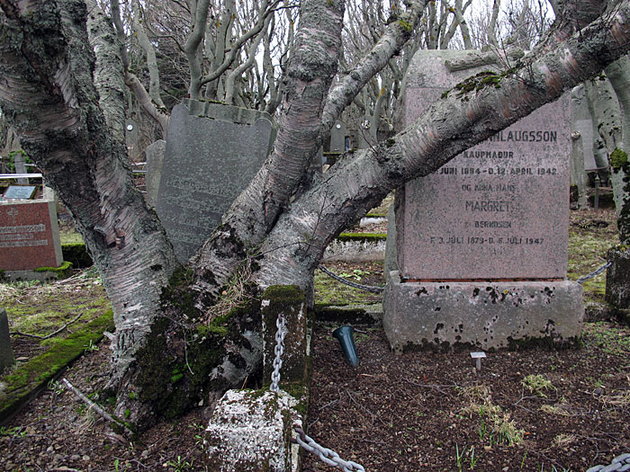 Reykjavík. Der alte Friedhof. Und alte Bäume. - VI. (12.03.2012)