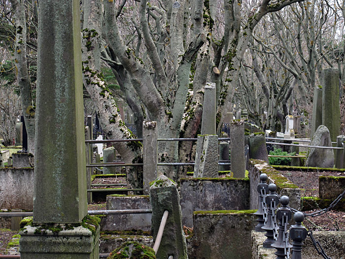 Reykjavík. Der alte Friedhof. Und alte Bäume. - VII. (12.03.2012)