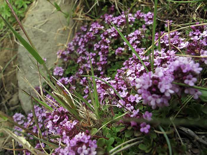 Árneshreppur. Ausflug I. - Impressionen auf dem Weg in den 'Norden' - Winzige Blüten ... (02.07.2012)