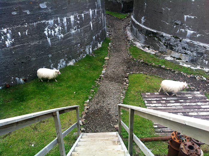 Djúpavík. Icelandic sheep. - "Oops, there is someone! Quickly, quickly ..." (25 July 2012)