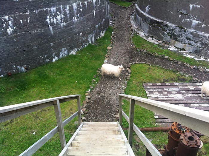 Djúpavík. Icelandic sheep. - " ... lets run quickly to the other!" (25 July 2012)