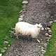 25 July 2012 – Djúpavík. Icelandic sheep. (6 pictures)