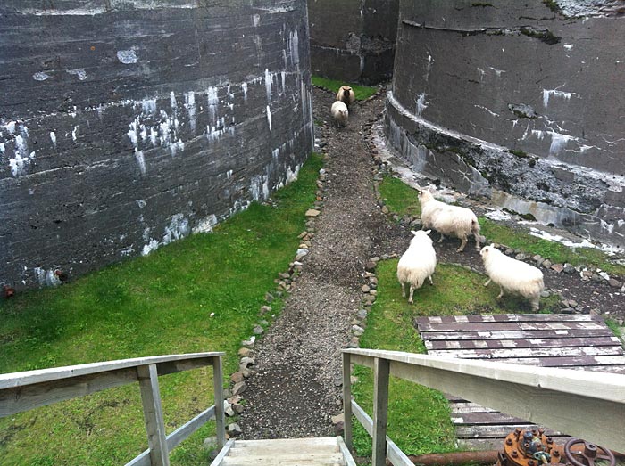 Djúpavík. Isländische Schafe. - "Jetzt sind wir zu fünft!" (25.07.2012)