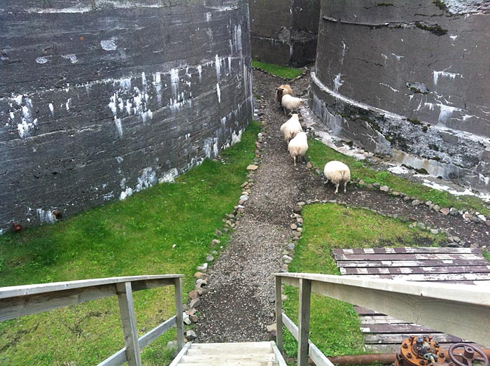 Djúpavík. Icelandic sheep. - "And? He is still *one* person! But we are only five!!" (25 July 2012)