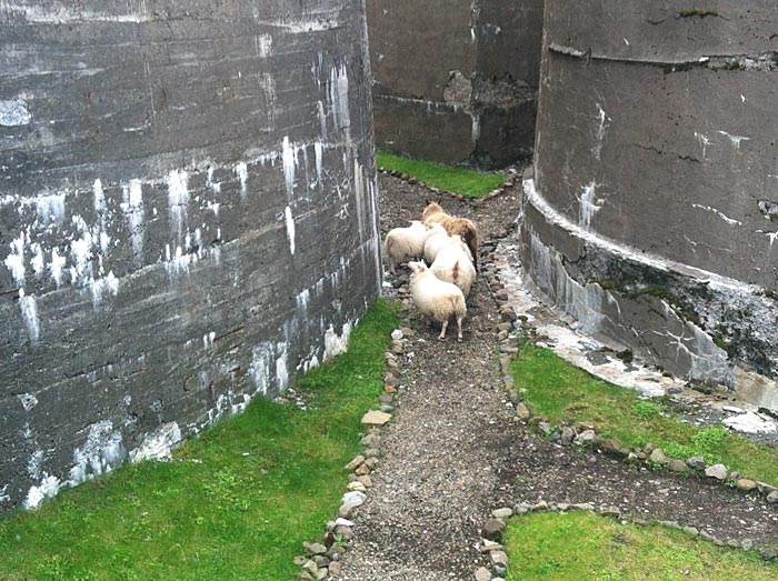 Djúpavík. Icelandic sheep. - "-" (thinking, thinking!) (25 July 2012)