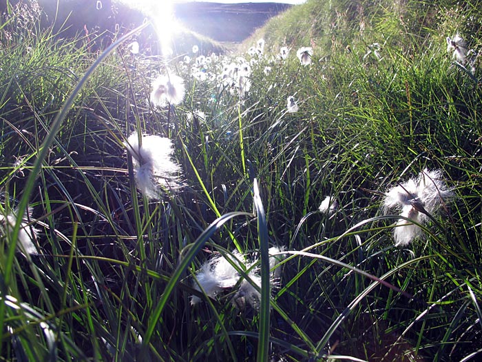 Djúpavík. Hiking in the evening hours. - <a href='http://de.wikipedia.org/wiki/Wollgrser' target='_blank' class='linksnormal'>Wollgras</a> - cotton grass - <a href='http://en.wikipedia.org/wiki/Eriophorum' target='_blank' class='linksnormal'>Eriophorum</a> - <a href='http://is.wikipedia.org/wiki/Klf%C3%ADfa' target='_blank' class='linksnormal'>Klófífa</a> - <a href='http://is.wikipedia.org/wiki/Hrafnaf%C3%ADfa' target='_blank' class='linksnormal'>Hrafnafífa</a>. (1 August 2012)