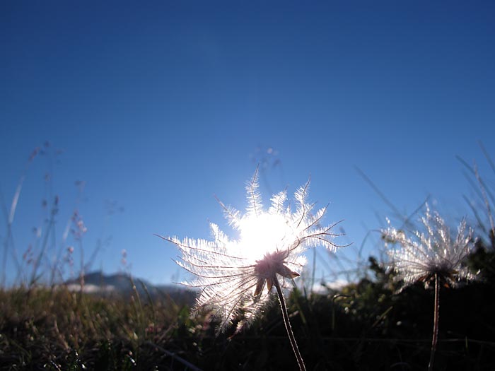 Djúpavík. Wanderung am Abend. - <a href='http://de.wikipedia.org/wiki/Wollgrser' target='_blank' class='linksnormal'>Wollgras</a> - cotton grass - <a href='http://en.wikipedia.org/wiki/Eriophorum' target='_blank' class='linksnormal'>Eriophorum</a> - <a href='http://is.wikipedia.org/wiki/Klf%C3%ADfa' target='_blank' class='linksnormal'>Klófífa</a> - <a href='http://is.wikipedia.org/wiki/Hrafnaf%C3%ADfa' target='_blank' class='linksnormal'>Hrafnafífa</a>. ** Ich denke, es handelt sich um Wollgrass, oder vielleicht auch nicht?! (01.08.2012)