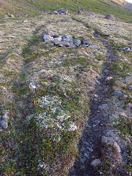 Djúpavík. Wanderung am Abend. - Da wohnt jemand drinnen, ganz bestimmt. Warum gehen die Schafe sonst auf beiden Seiten drum herum?! (01.08.2012)