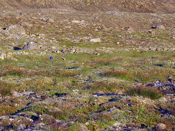 Djúpavík. Wanderung am Abend. - Ich hatte auch Geräusche aufgenommen - und dieser Vogel war an dem Aufnahmegerät interesssiert :-). (01.08.2012)