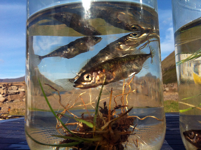 Djúpavík. "Hello, fishes!". - In the store here in Djúpavík. III. (6 August 2012)