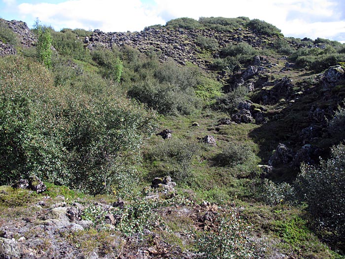 Reykjavík. Blaubeeren sammeln. - Heiðmörk, viele viele Blaubeeren (Heidelbeeren)! (26.08.2012)