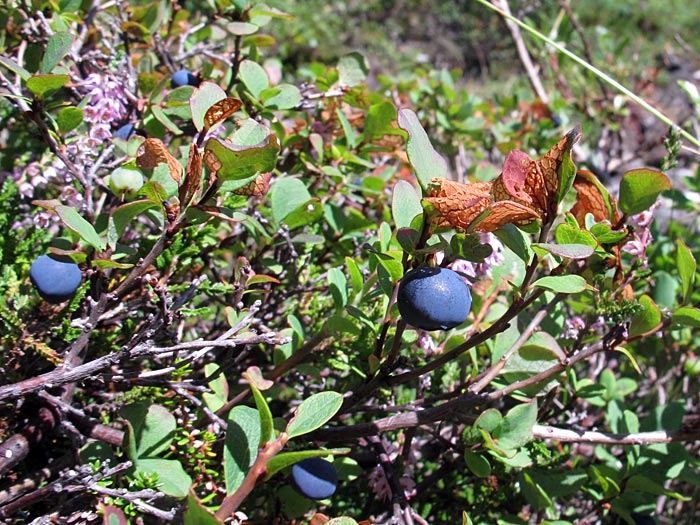 Reykjavík. Blaubeeren sammeln. - So wie diese ... (26.08.2012)