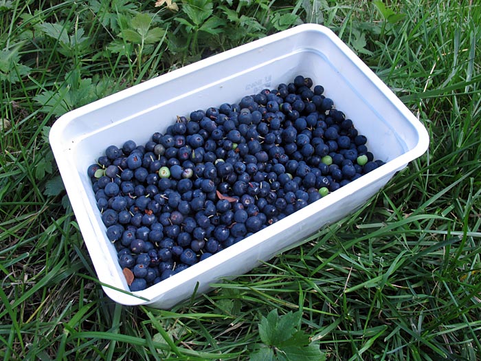 Reykjavík. Blaubeeren sammeln. - Das Ergebnis nach kurzer Zeit Beeren sammeln. (26.08.2012)