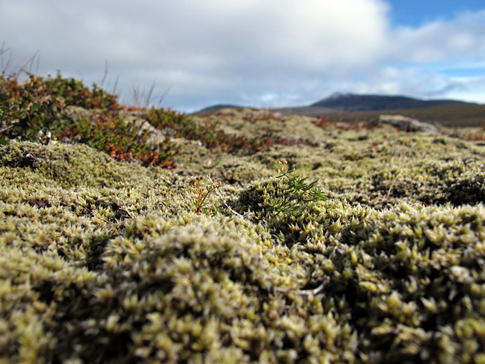 Reykjavík. Haustferð - Herbstfahrt. III. - Nahe der Höhle Víðgelmir (Infos <a href='http://www.fljotstunga.is/efni/lava_cave' target='_blank' class='linksnormal'>hier</a> und <a href='http://en.wikipedia.org/wiki/V%C3%ADgelmir' target='_blank' class='linksnormal'>hier</a>). (08.09.2012)